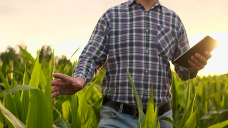 Landwirt-Nutzt-Digitalen-Tablet-Computer-Im-Maisfeld-Moderne-Technologieanwendung-In-Der-Landwirtschaftlichen-Anbautätigkeit-Bei-Sonnenuntergang